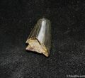 / Inch Partial Tyrannosaurid Tooth, T-Rex #1268-1